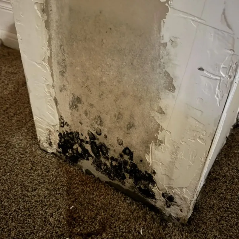Professional Mold Removal in Shiner, TX